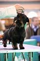 Crufts2011_2 1390